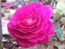 MEIkeneza rose photo