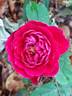 MEIkeneza rose photo