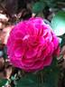 MEIkeneza rose photo