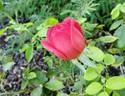 Madame Nicolas Aussel rose photo