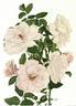 Mercurius rose photo