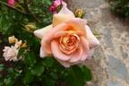 Concerto rose photo