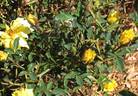 Calgold rose photo