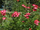 Proschwitzer Schlossrose rose photo