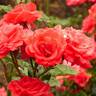 Spartan rose photo