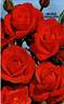 Orange Sensation ® rose photo