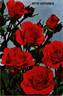 Ruth Leuwerick rose photo