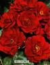 Red Favorite rose photo