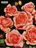 Kimono ® rose photo