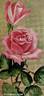 Killarney rose photo