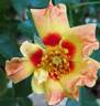 Sunshine Babylon Eyes rose photo