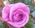 Bossuet, Aigle de Meaux rose photo