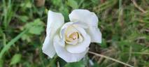 Leading Lady ™ rose photo