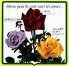 Silver Star ® rose photo