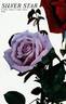 Silver Star ® rose photo