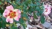 Sunshine Babylon Eyes rose photo