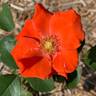 Orangeade ® rose photo