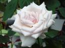 Fee rose photo