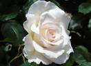 Fee rose photo