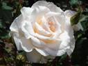 Fee rose photo