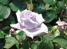 Blue-Bijou rose photo