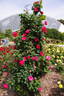 Titian rose photo