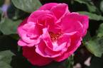 Titian rose photo