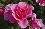 Duet rose photo