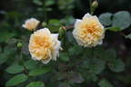 Jayne Austin rose photo
