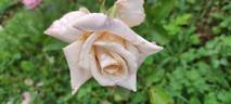 Crème Caramel rose photo