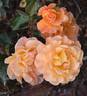 Whisky Mac rose photo