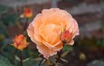 Whisky Mac rose photo