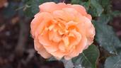 Whisky Mac rose photo