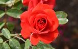Trumpeter rose photo