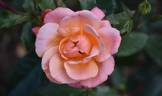 Fragrant Delight ® rose photo