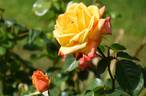 Marmalade rose photo