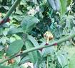 Marie van Houtte rose photo