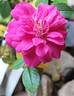 Knirps ® rose photo