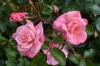 Anna Livia rose photo