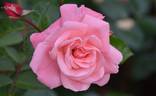 Anna Livia rose photo