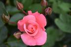 Anna Livia rose photo