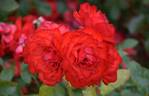 Trumpeter rose photo