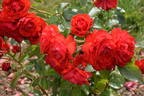 Trumpeter rose photo