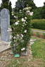 Penny Lane rose photo