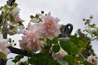 Penny Lane rose photo