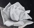 Caledonia rose photo