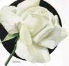 Caledonia rose photo