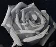 Carrie Jacobs Bond rose photo