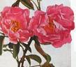Federation rose photo