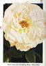Mercurius rose photo